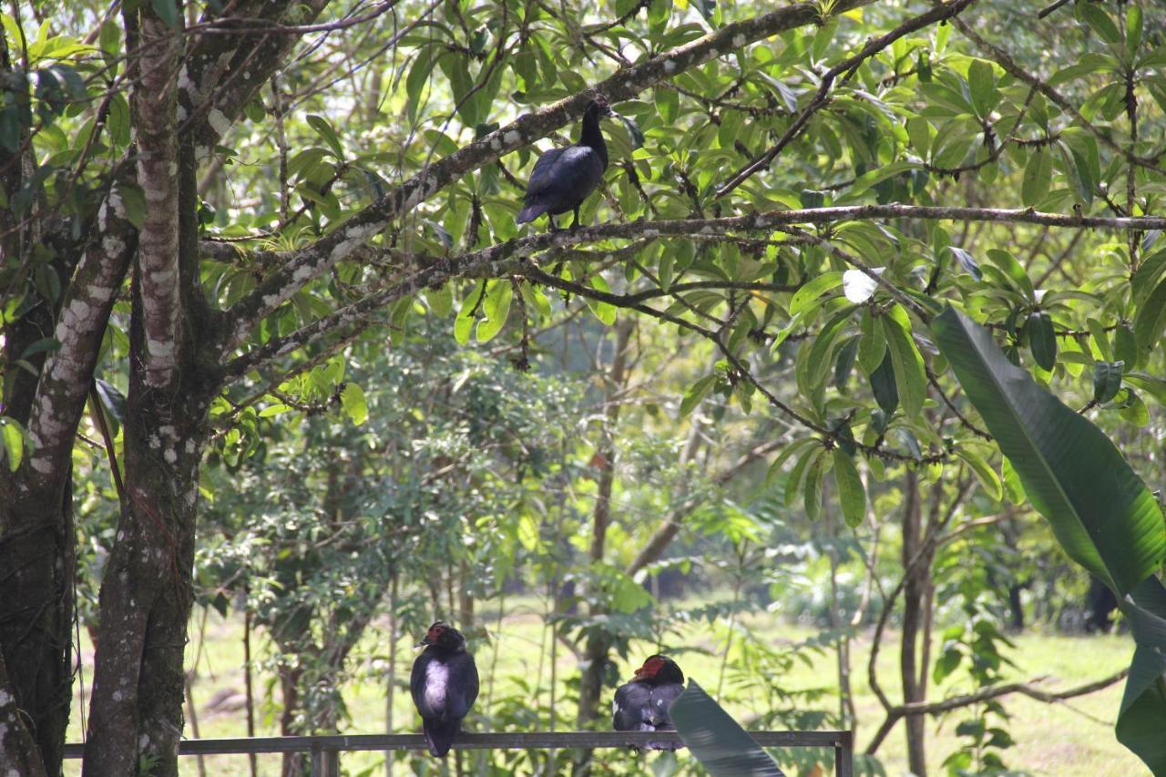 Horquetas River Lodge Sarapiquí 외부 사진