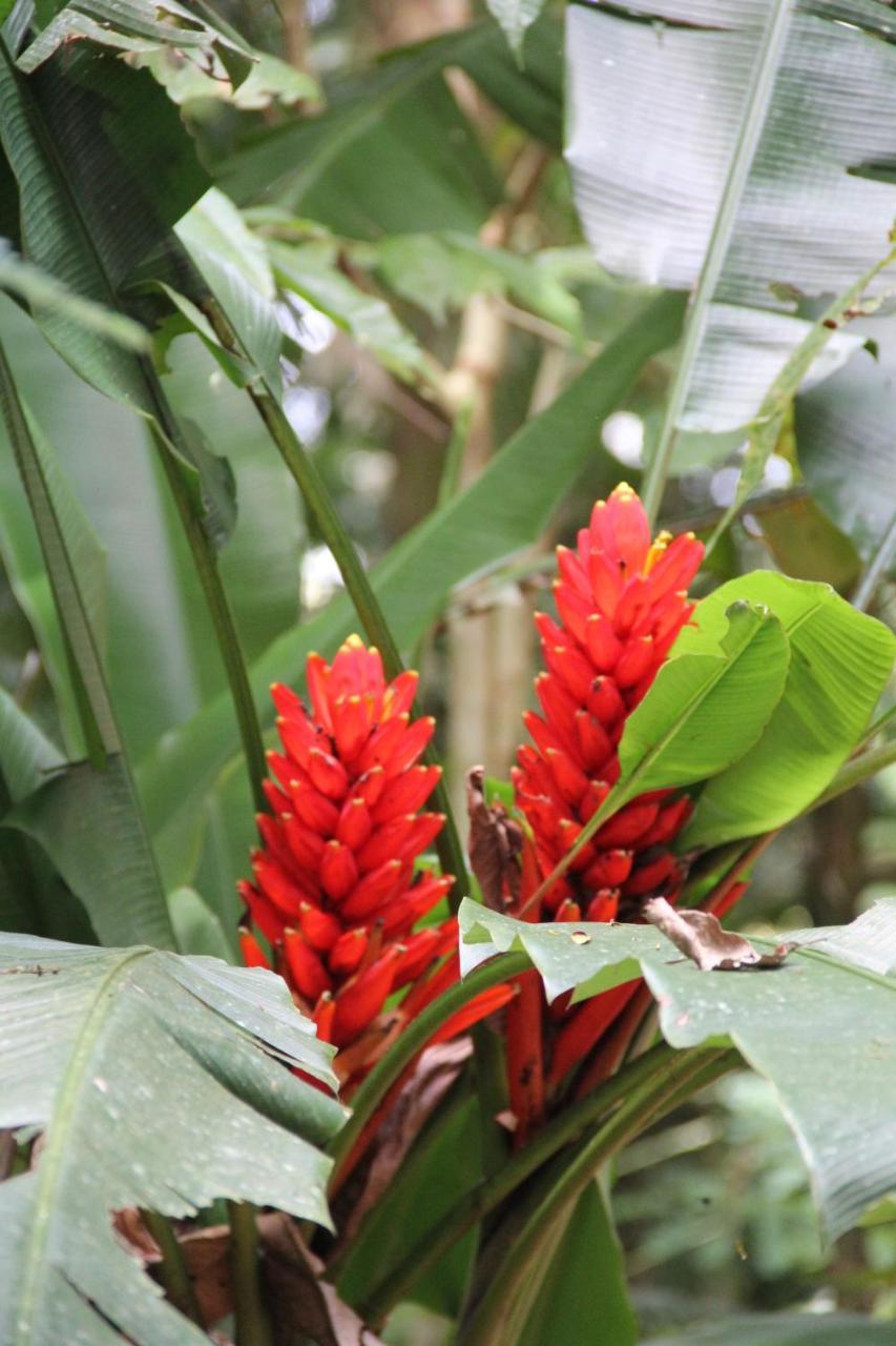 Horquetas River Lodge Sarapiquí 외부 사진